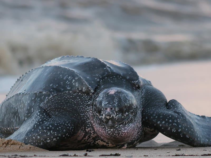 Inicia temporada de avistamiento de tiburón ballena en Bahía de los Ángeles