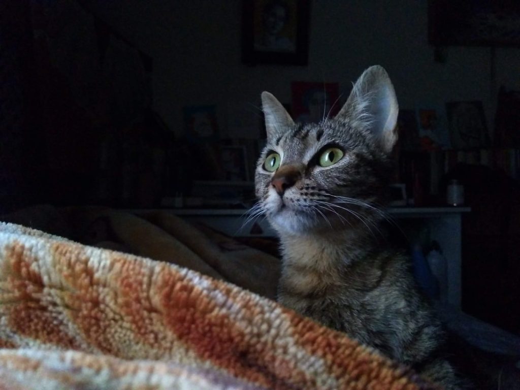 Día Internacional del Gato