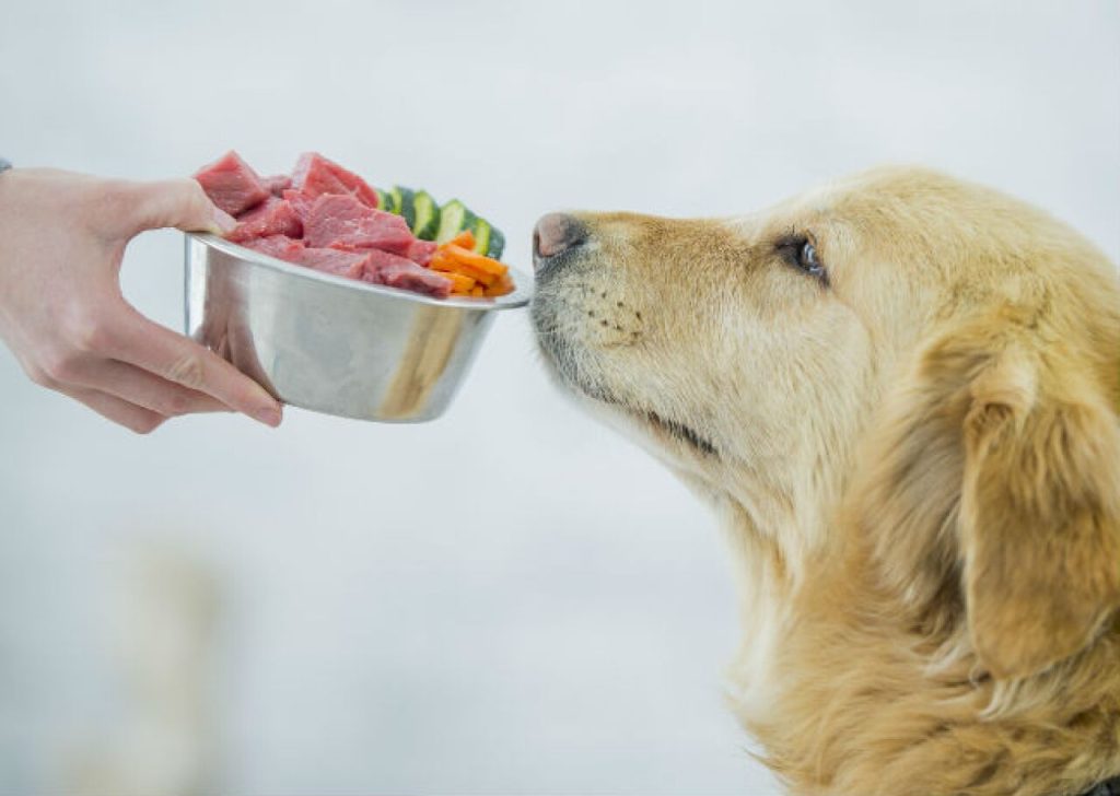 El fenómeno pet-friendly ha dejado de ser una moda para convertirse en un estilo de vida integrado en la cultura urbana mexicana por ello el sector de alimentos para perros y gatos reporta un crecimiento sobresaliente