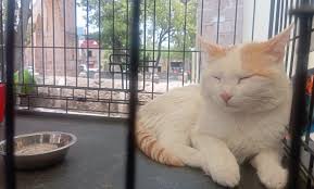 Gato