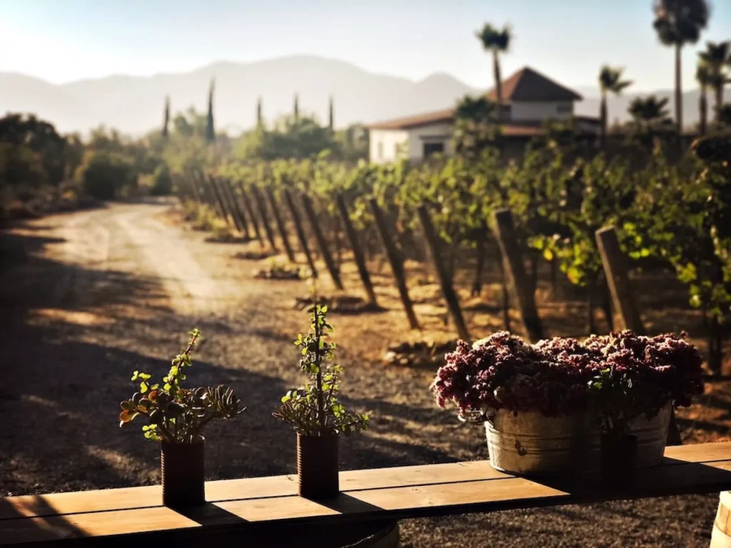 El Valle de Guadalupe, en Ensenada, se ha consolidado como el centro vinícola más importante de México, aportando prestigio a nuestro país, y algunas de sus vinícolas son reconocidas por sus aportaciones a la producción y calidad de esta industria