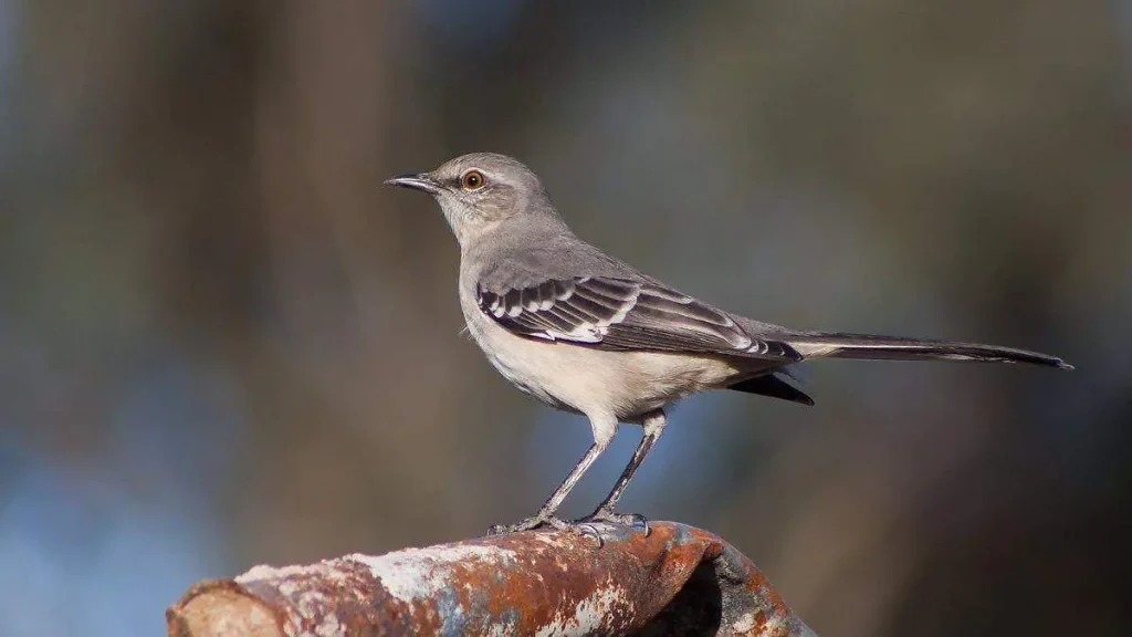 sinsontes